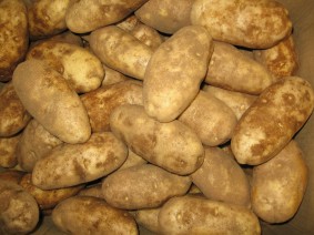 Potato