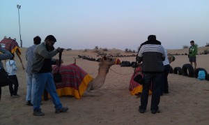 camel at rest