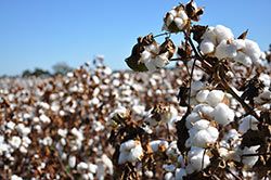 cottonseeds