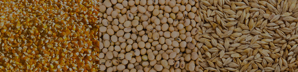 Grains Oilseeds