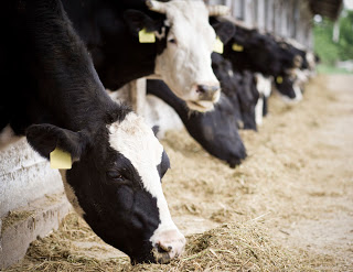 iStock - Cows