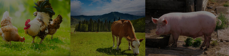 Page banner1