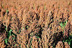 sorghum