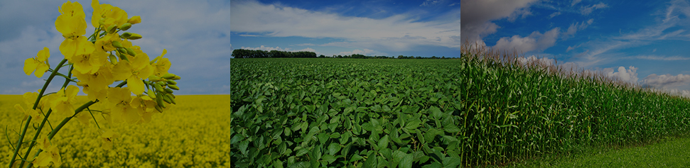 Vegetable Protein Banner